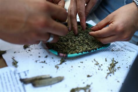 Genera Dudas Uso Lúdico De Marihuana