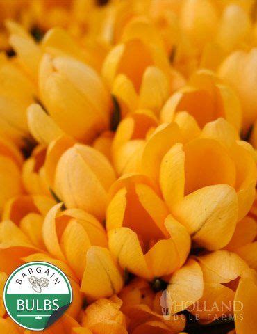 Yellow Mammoth Crocus Fall Plants Bulb Flowers Planting Bulbs