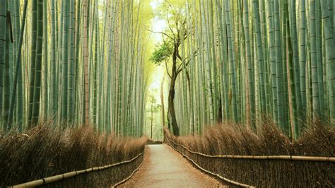 Unmissable Tourist Destinations To Visit In Japan That Aren T In Tokyo