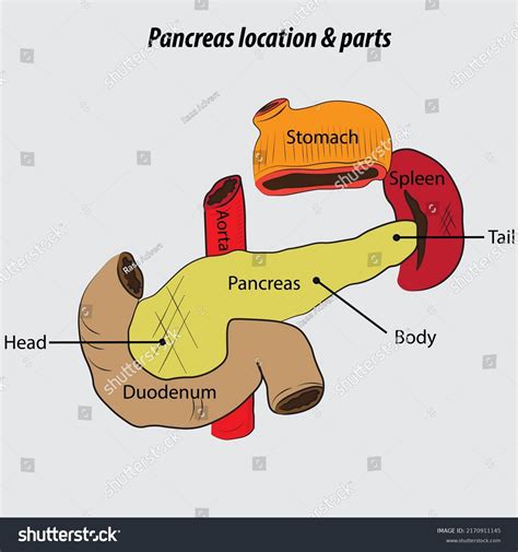 Pancreas Location Parts Labeled Diagram Drawing Stock Illustration ...