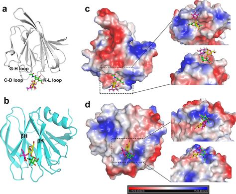 Human Group C Rotavirus Vp S Recognize Type A Histo Blood Group