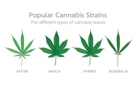 Different Types Medicinal Cannabis: Over 25 Royalty-Free Licensable ...