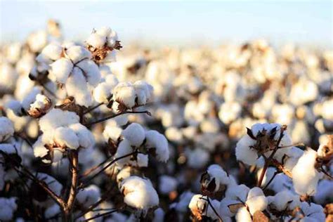 Cotton Fibre: Types, Properties and Uses - Textile Engineering