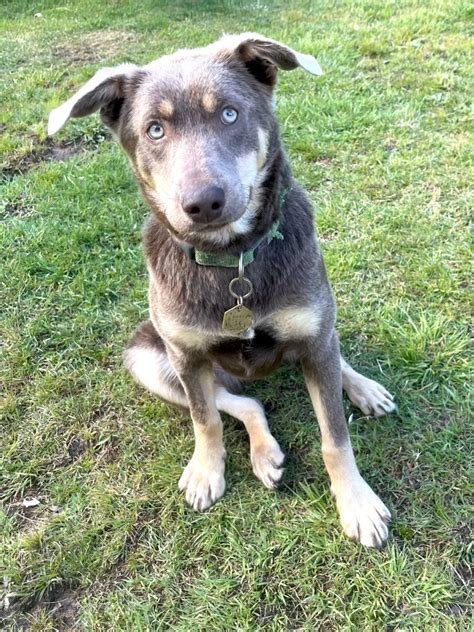 Ashley Mae Medium Female Kelpie Mix Dog In Vic Petrescue