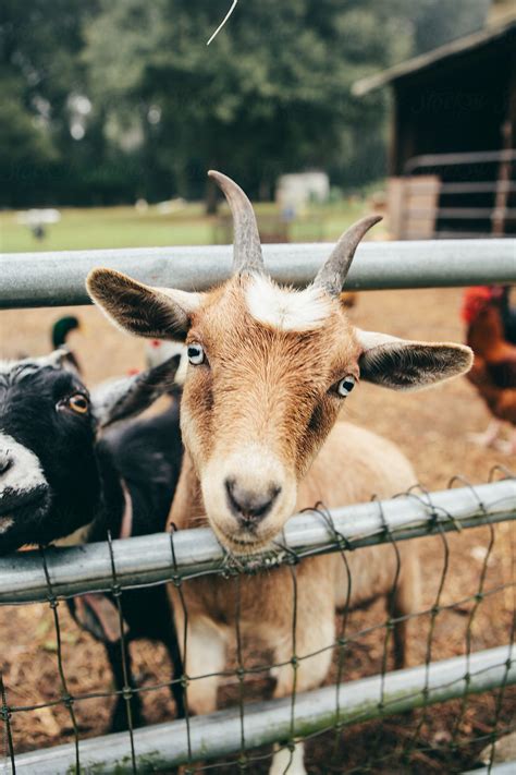 Friendly Goat In Barnyard By Stocksy Contributor Stephen Morris