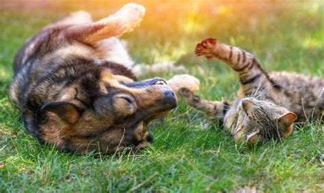 Prevenzione Delle Malattie Virali Nei Cani E Nei Gatti