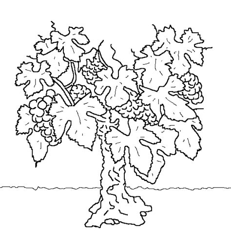 Rose Vine Pages Coloring Pages