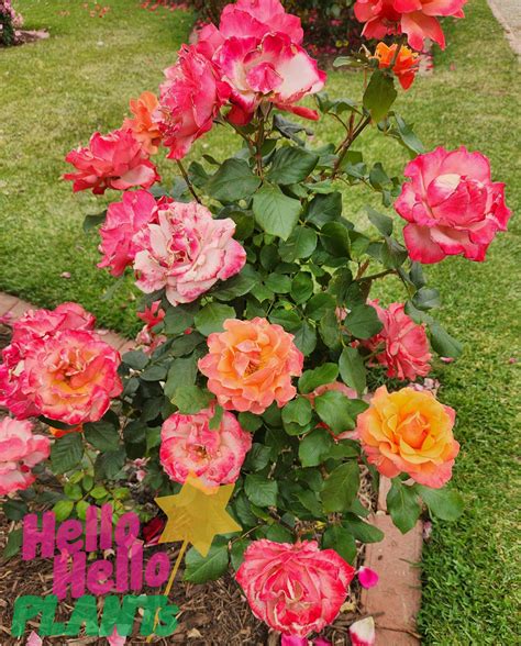 Rose 'Tuscan Sun™' - Hello Hello Plants