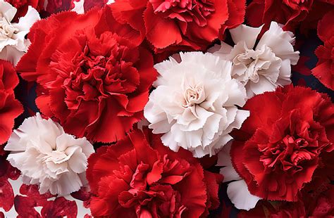 Red And White Carnation Flower