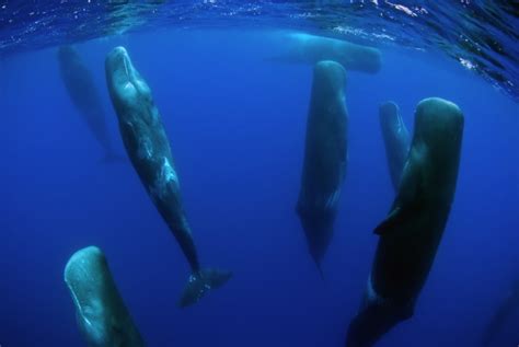 Sperm Whales And Their Mysterious Vertical Sleep