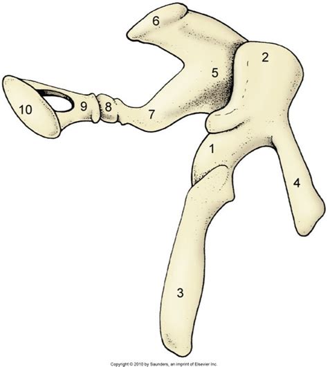 Ear Bones Diagram | Quizlet