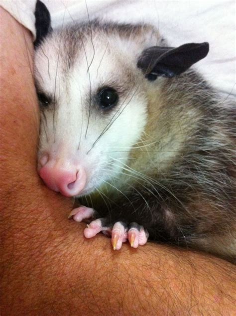 Pin On Opossums