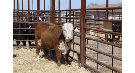 Cattle Chat Podcast Offers Bull Sale Considerations Morning Ag Clips