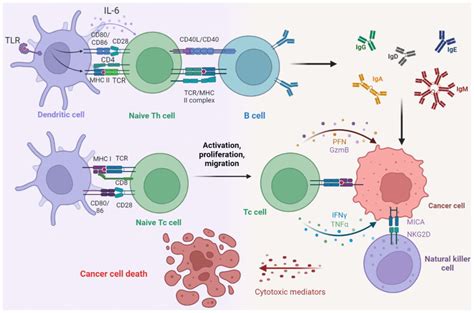 Ideograph of HLA-I and HLA-II in regulating antitumor immunity. GzmB ...