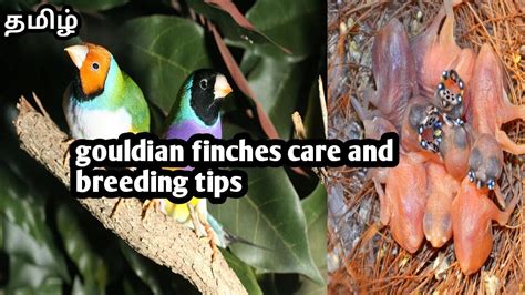 Gouldian Finches Care And Breeding Tips In Tamil Youtube