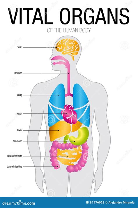 Chart Of VITAL ORGANS With Parts Name. Size: 21cm X 30cm Stock Vector - Image: 87976022