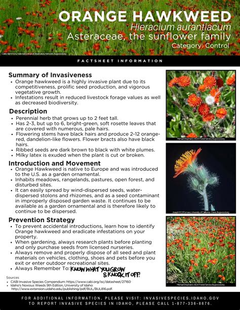 Orange Hawkweed Factsheet Invasive Species Of Idaho