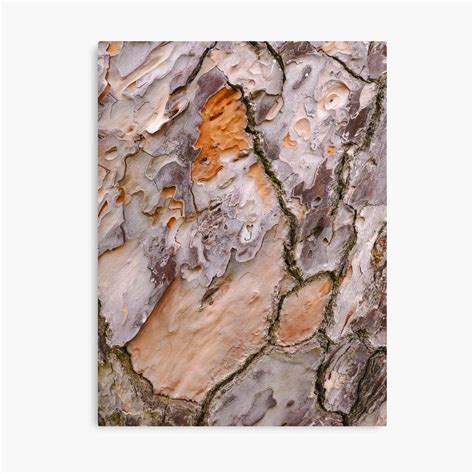 Australian Tree Bark Series 34 Photographic Print By Lexa Harpell