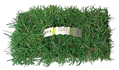 Centipede Grass Plugs – GrassPlugs.net