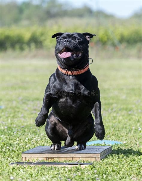 Staffordshire Bull Terrier Training Stock Photo - Image of playing ...