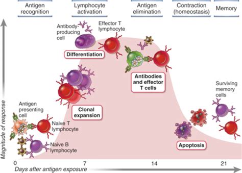 Lecture Cell Mediated Immunity Ii Differentiation And Function