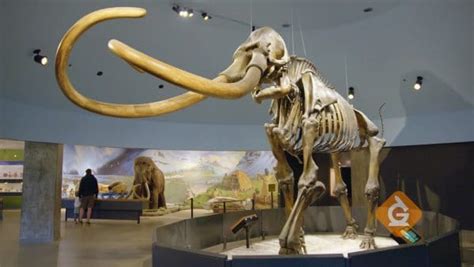 Fossils Of Extinct Animals