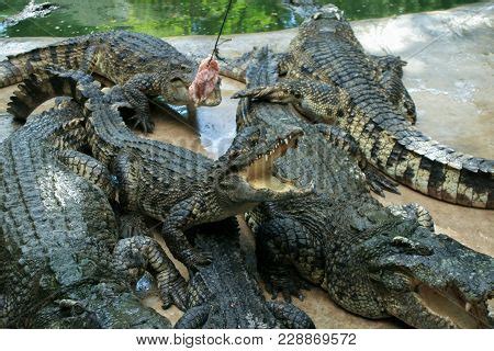 Crocodile Farm. Image & Photo (Free Trial) | Bigstock