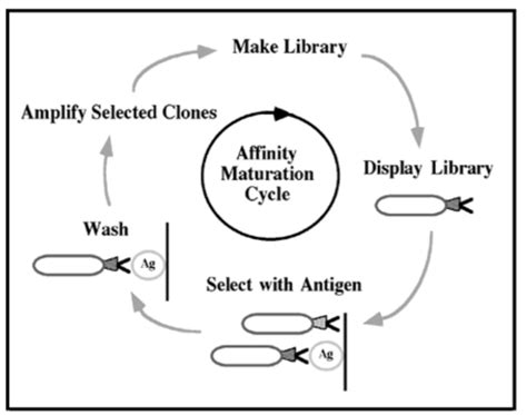 Applications for Protein Engineering - Creative Biostructure