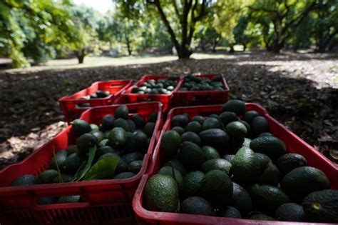 La Jornada Asesinan a pareja que cuidaba huerta de aguacate en Michoacán