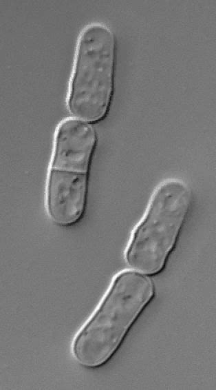 Microscopy image of S. pombe | Download Scientific Diagram