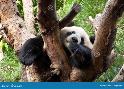 Panda Sleeping On A Tree Editorial Photo | CartoonDealer.com #150626295