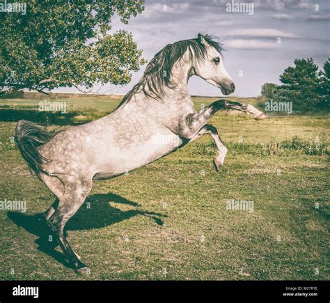 Arabian Horse Is Rising On Summer Nature Background Stock Photo Alamy