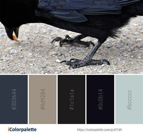 69 Crow Color Palette Ideas In 2024 Icolorpalette