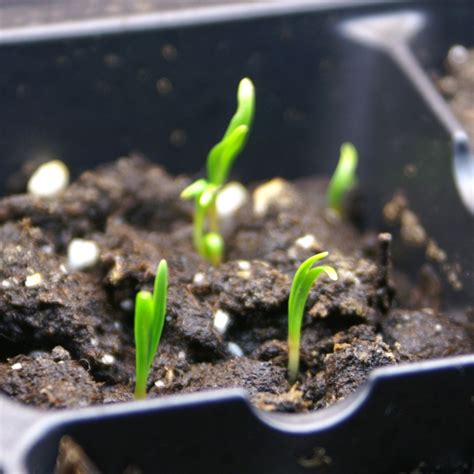 Greens And Jeans Seed Starting Set Up And First Sprouts