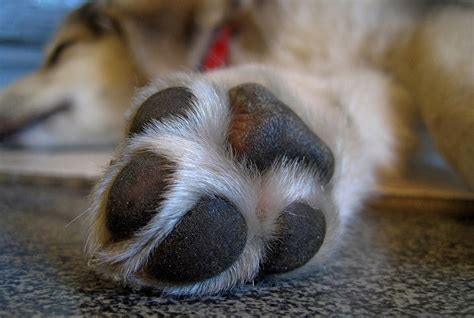 Como Cuidar Da Ferida Na Pata Do Cachorro