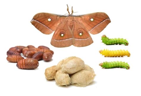 Tomato Fruitworms: How To Identify, Control, & Get Rid These Garden Pests