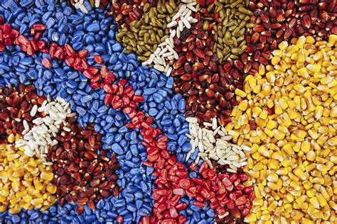 Multi Coloured Corn Seed Stock Image F021 7950 Science Photo Library