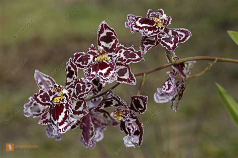 Zimmer Orchidee Odontoglossum Bild Bestellen Naturbilder Bei Wildlife