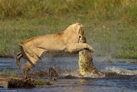 Without Hesitation The Courageous Lioness Leaped Into The Water