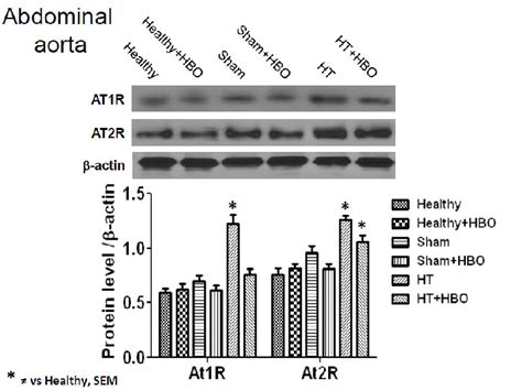 Expression Of Each Subtype Of AT1R And AT2R Receptor In The Abdominal