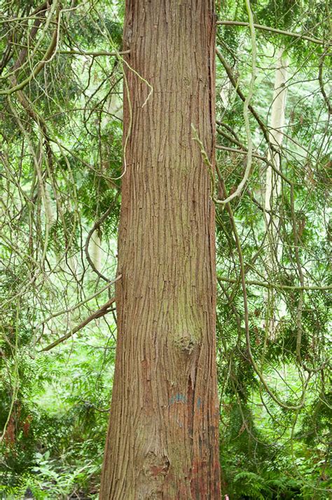 Western Red Cedar Bark Western Red Cedar Thuja Plicata Flickr