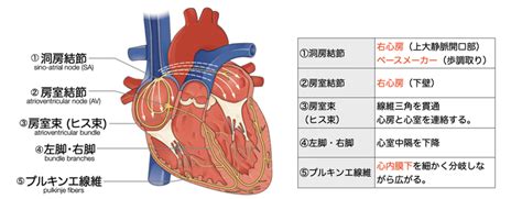 今日のプチ解剖：心臓について正しいのは？｜かずひろ先生（黒澤一弘｜解剖学）