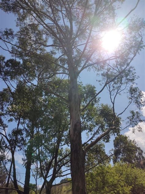 Que Es Un Inventario Forestal Y Cual Es Su Funci N