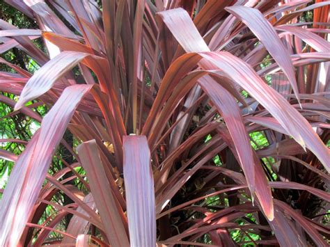 Cordyline Australis Red Sensation Cordyline Red Sensation Plant