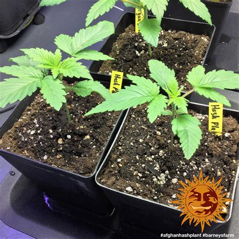 Afghan Hash Plant Regular™ Cannabis Seeds Barneys Farm®