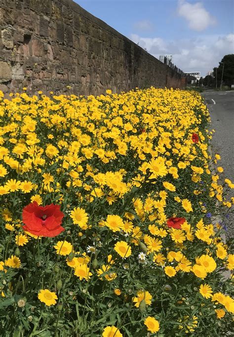 Roadside Flowers Caryl Street Brunswick Liverpool July 2