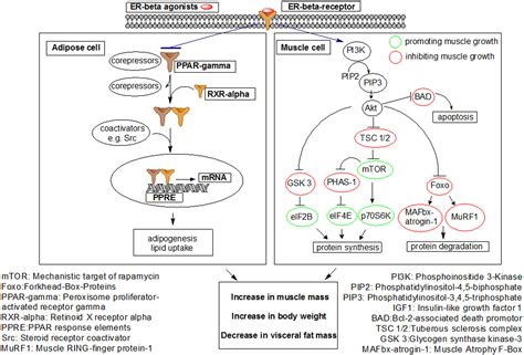 Pharmacology Of Doping Agentsmechanisms Promoting Muscle Hypertrophy