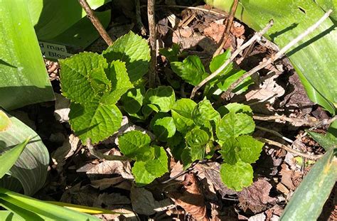 Hydrangea Cold Tolerance Winter Hardiness Joegardener®