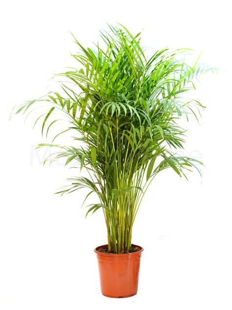 Areca Palm | Online Indoor Plants