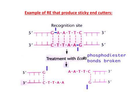 Ppt Restriction Enzyme Digestion Of Dna Powerpoint Presentation Free Download Id 9445741